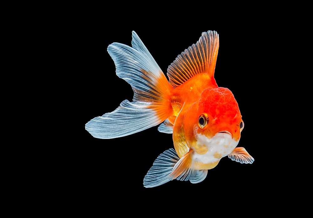 A goldfish is an example of a stenohaline organism.