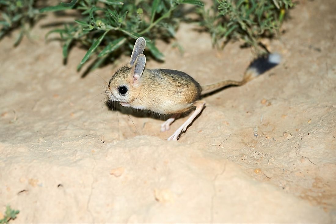Although it may be small, the long-eared jerboa has the longest tall of any mammal. 