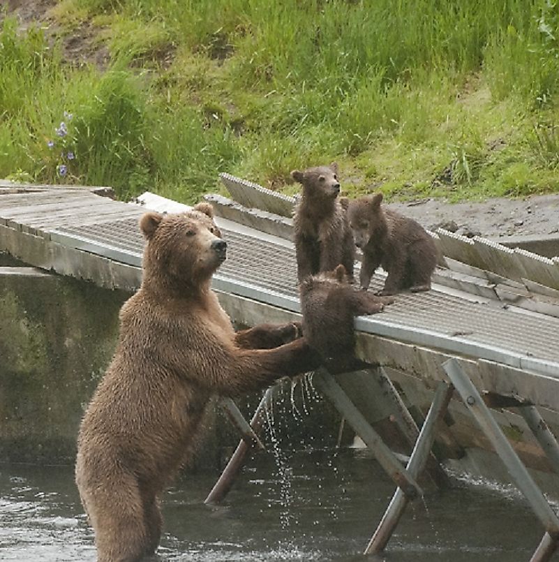 A mama Grizzly bear tends to her young ones in the Kodiak National Wildlife Refuge in southwestern Alaska, U.S.A.
