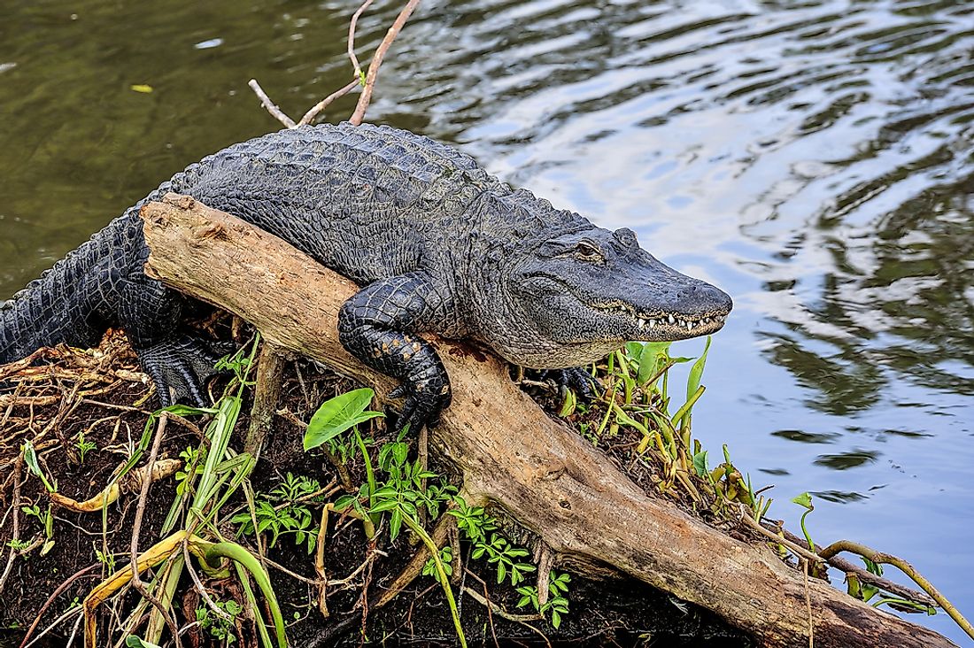 American alligators can grow to be 5 meters long and weigh 600 kilograms.