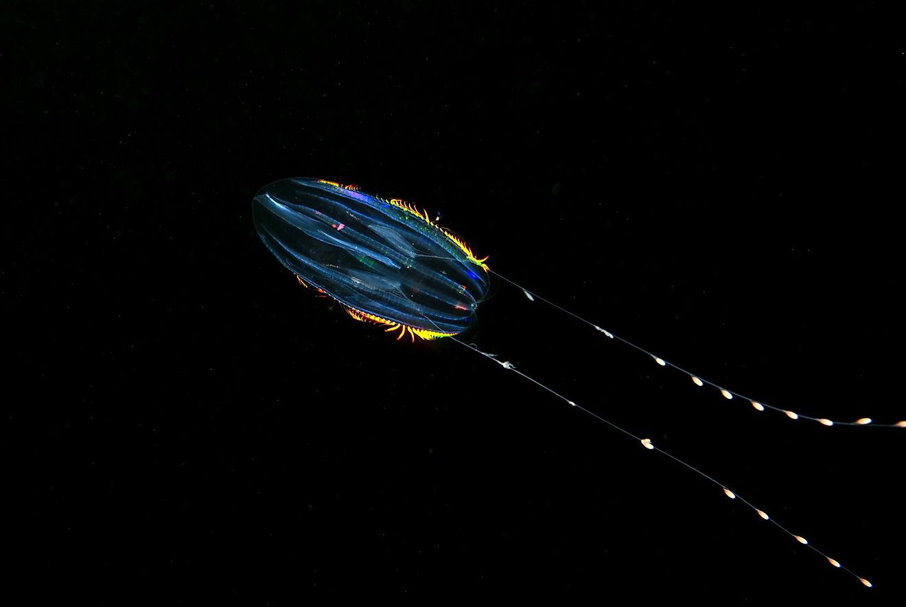 Also called ctenophores, these are possibly the first ‘’real’’ animals, if we admit the simple structure of our previous entry.