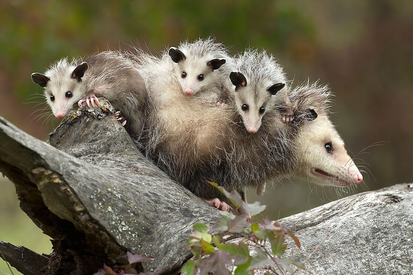 Virginia opossum female with babies. The mother carries her babies on her back after they exit her pouch and teach them survival skills before they are finally ready to live on their own. Image credit: Agnieszka Bacal/Shutterstock.com