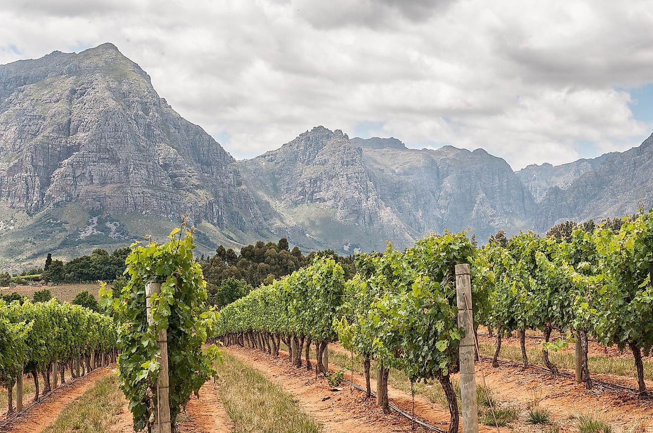 View of vineyards near Stellenbosch in the Western Cape Province of South Africa. Image credit: Grobler du Preez/Shutterstock.com