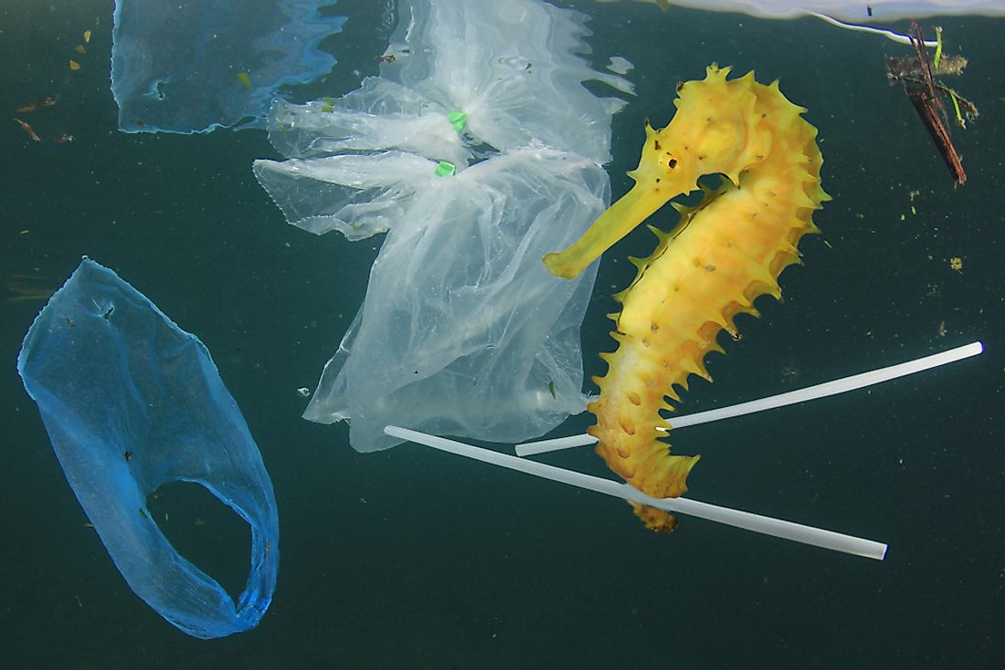 Plastic pollution is dangerous to marine life. 