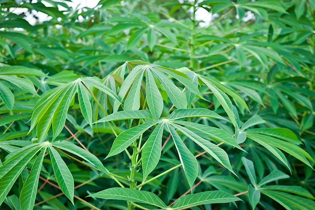 The cassava plant has compound leaves. 