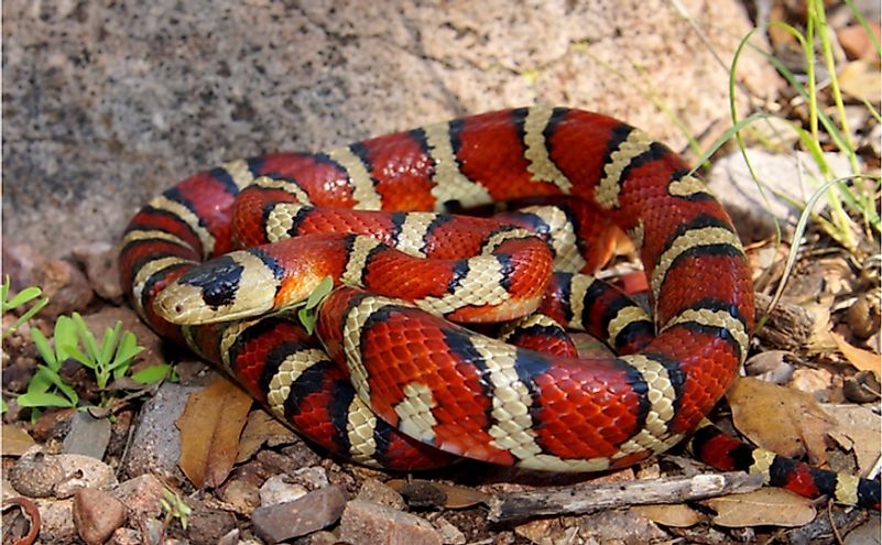 Non-venomous milk snakes appear brilliantly colored like venomous coral snakes that deter predators from approaching the former.