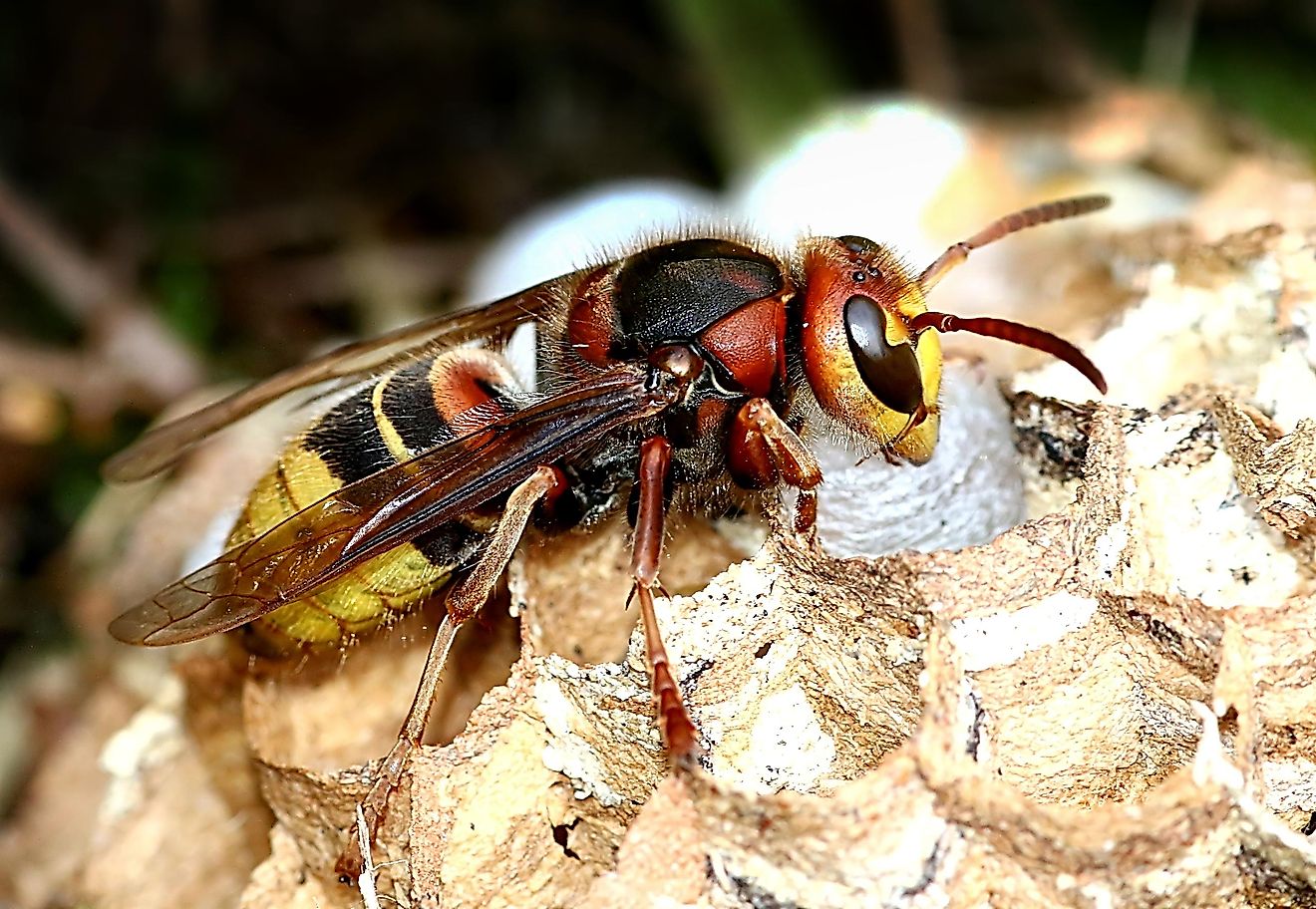 Also known as the Vespa crabro, it is the only true hornet species that can be found in the continent of North America.