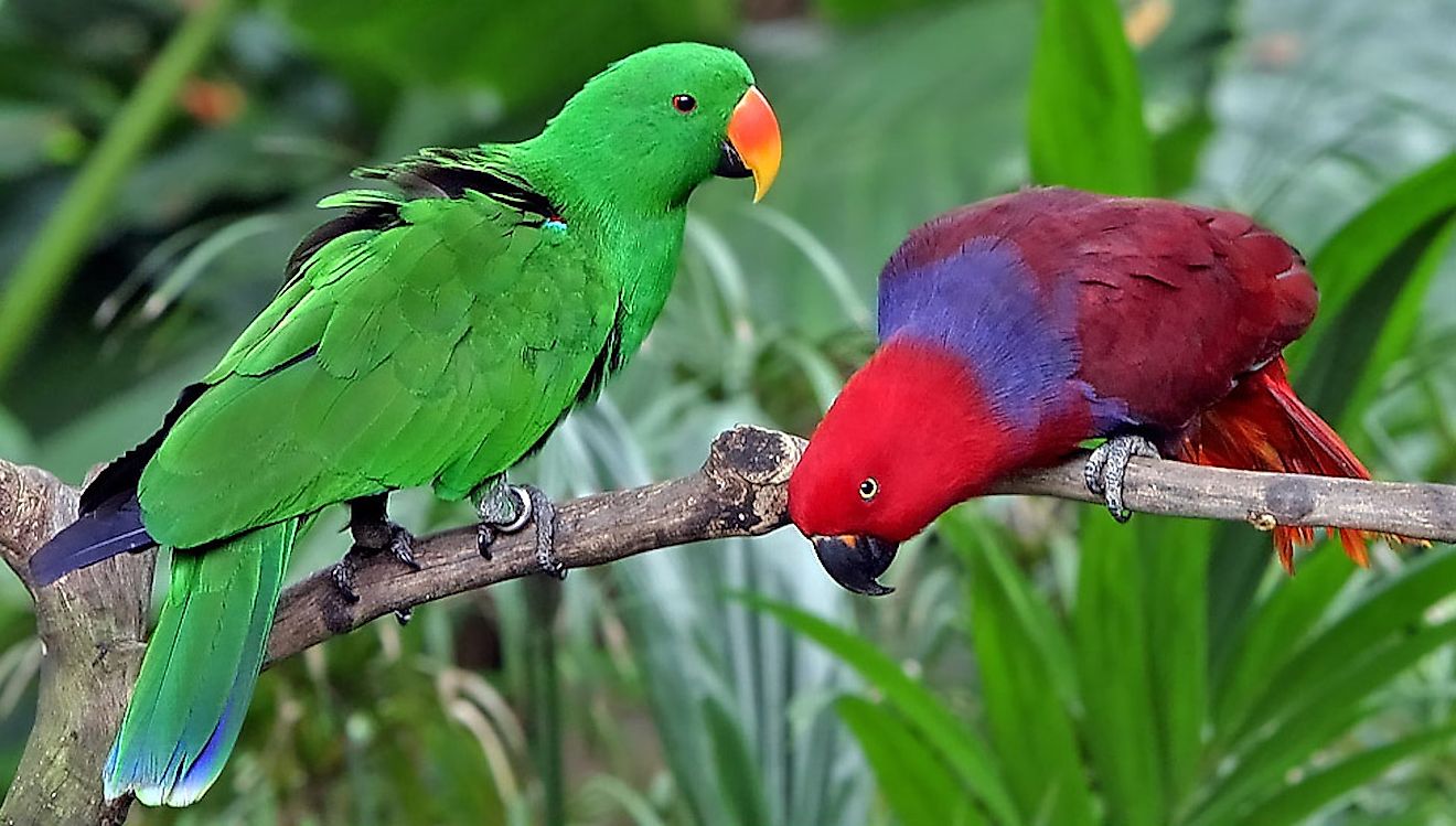 Eclectus parrots, male left and female right. Image credit: Doug Janson/Wikimedia.org