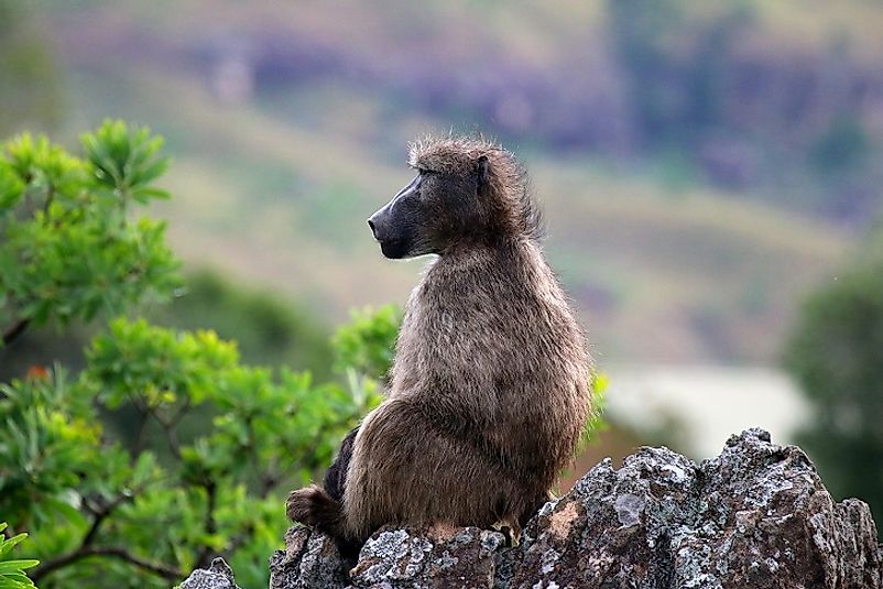 A baboon sits upon a rock in the Drakensberg alti-montane grasslands and woodlands.