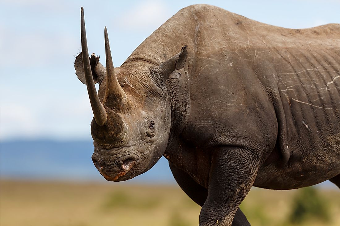 The African black rhino can be found in Kenya. 