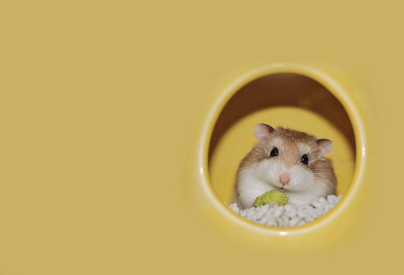 Roborovski dwarf hamster eating broccoli.