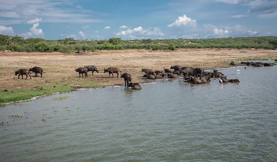 Lake Edward sees much wildlife including African buffaloes.