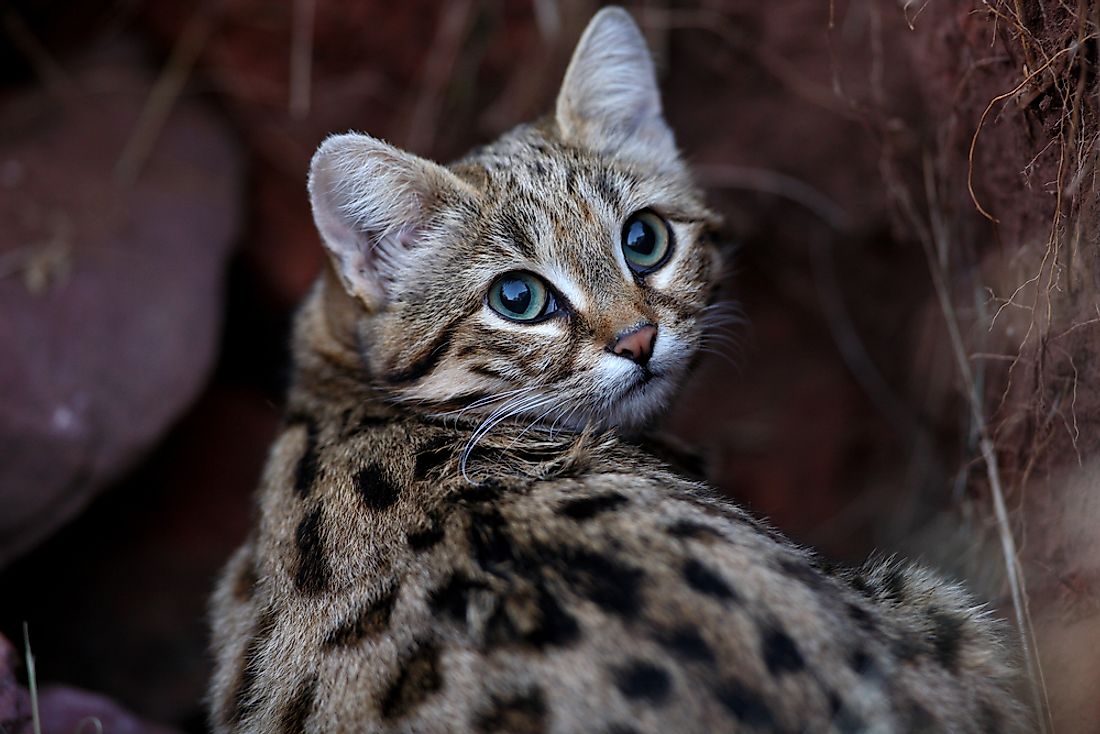 The Black-footed cat (Felis nigripes) is one of the world's smallest felines.