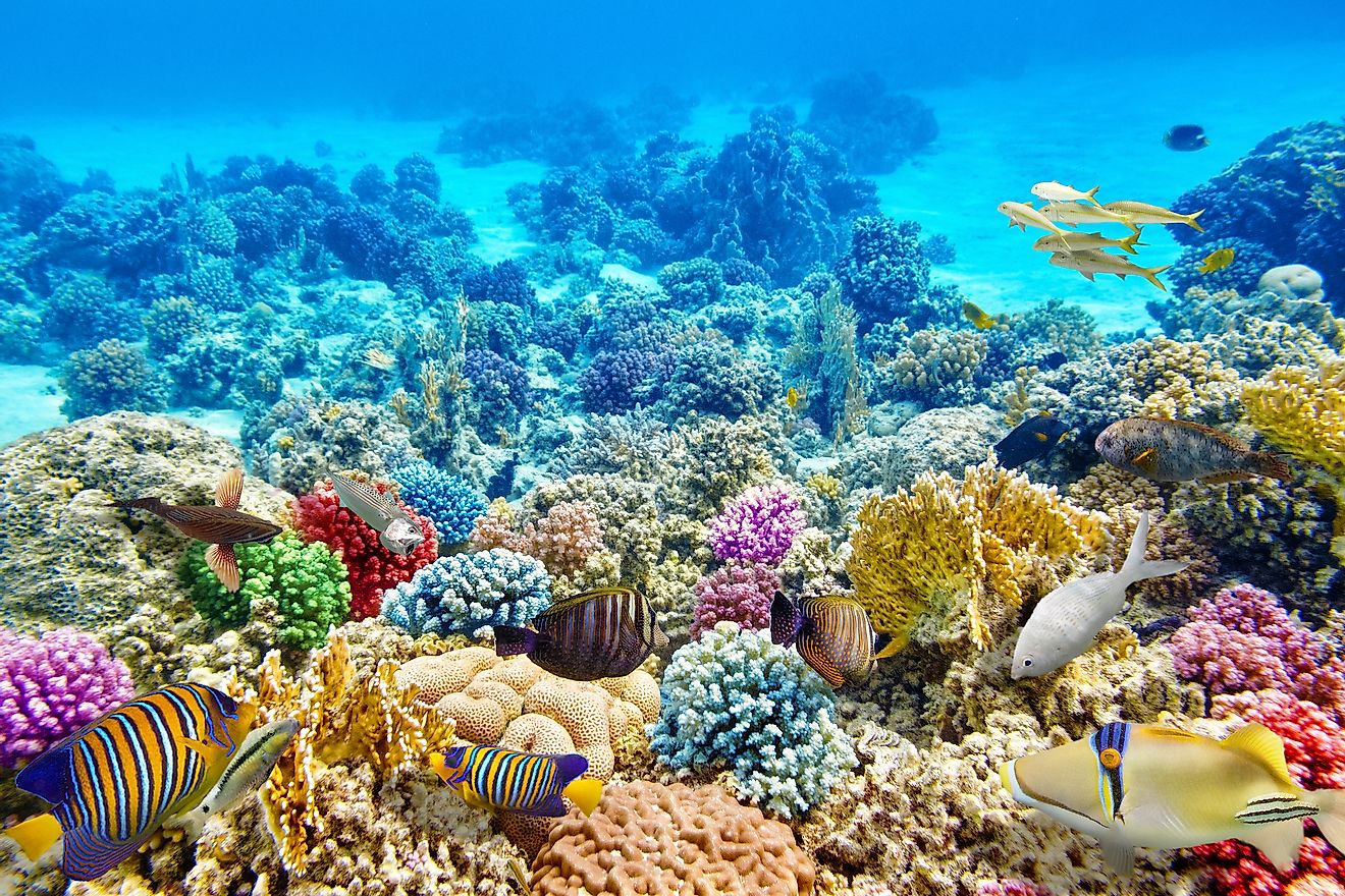 Coral reefs are vital marine ecosystems hosting a great diversity of species. Image credit: V_E/Shutterstock.com
