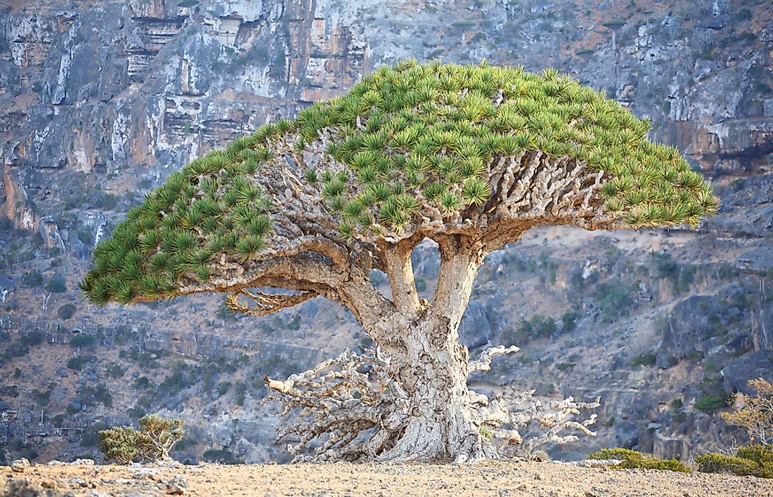 The unique shape of the Dragon Blood Tree enables it to survive in arid areas.