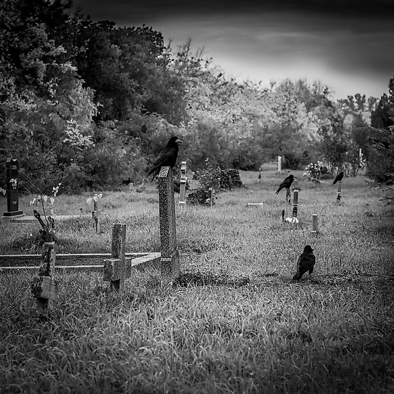 As it would turn out, it is not only human funerals that crows and ravens are associated with, as they hold some of their own.