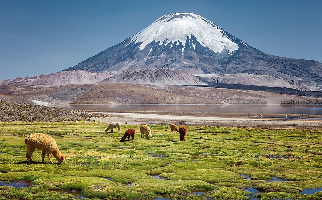 Alpacas grazing near Chile's Parinacota Volcano.