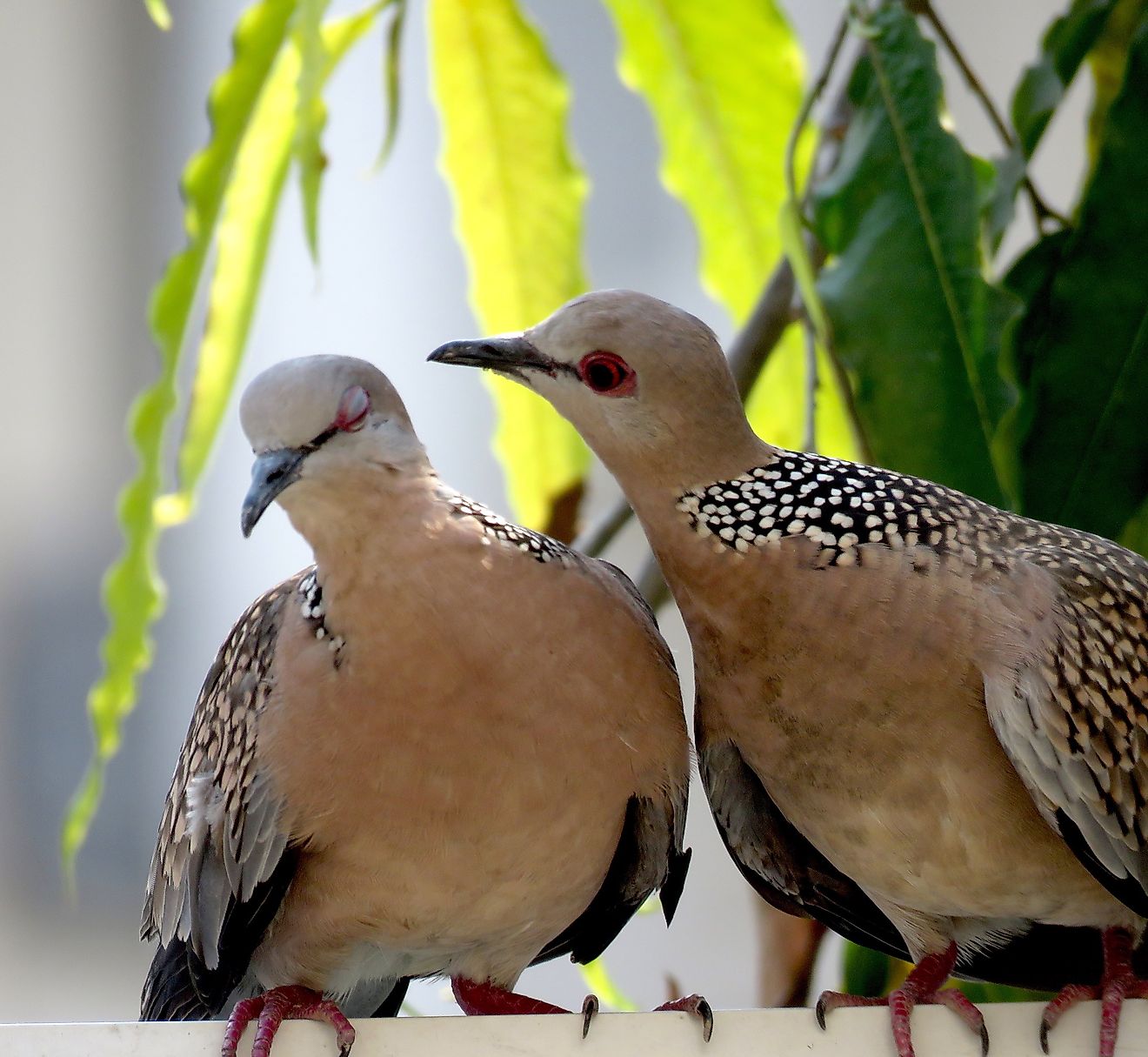 Two lovestruck spotted doves. Image credit: Oishimaya Sen Nag
