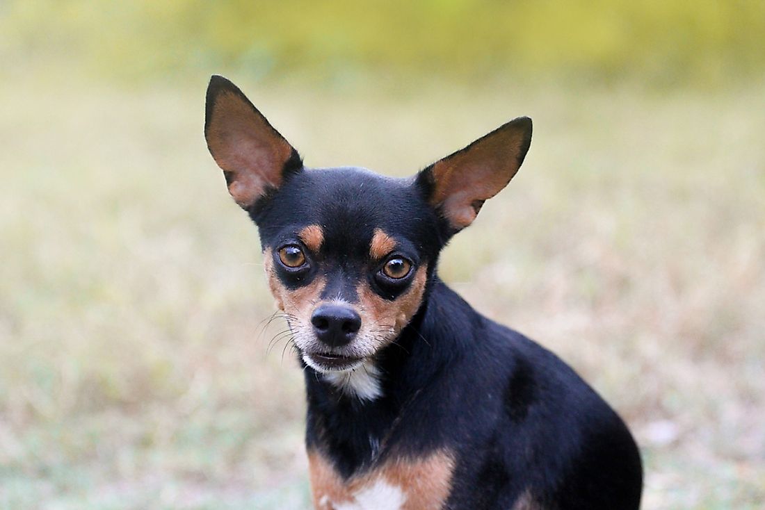Chihuahuas are among the type of dog breeds who average the longest lifespan. 
