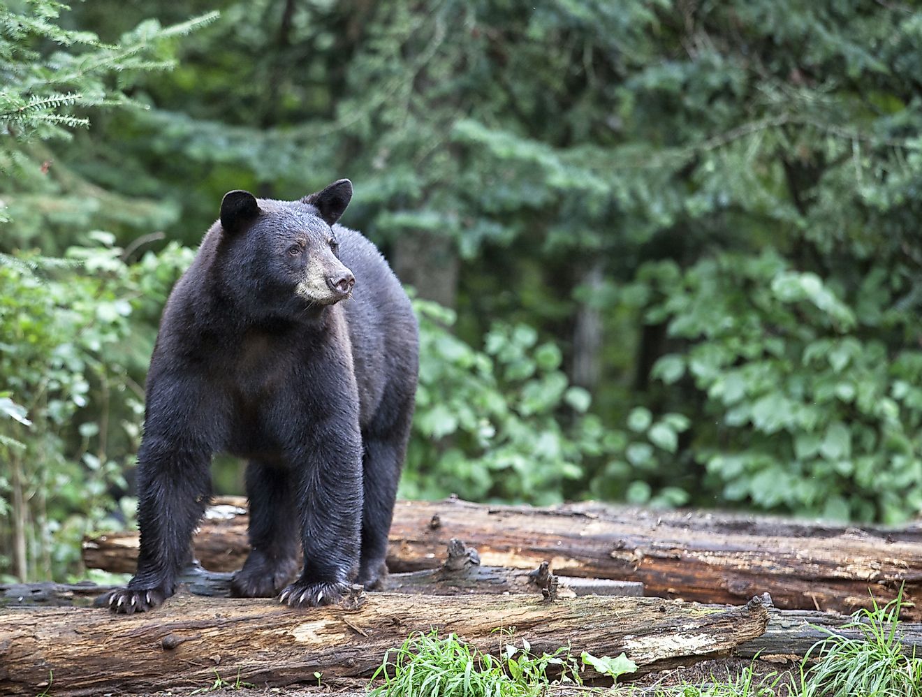 The short tails, ability to run on all fours and stand up, and omnivorous diets of the American Black Bear have often been likened to the abilities of humans.