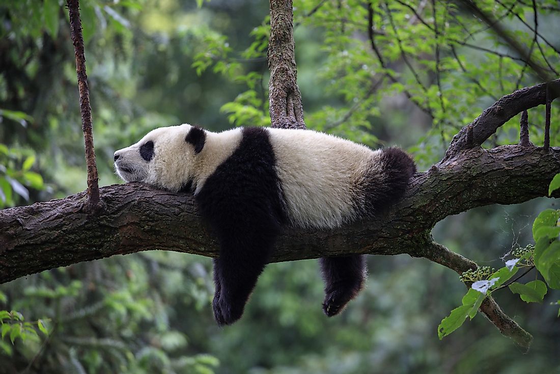 Pandas live in very small sections of the bamboo forests of China.