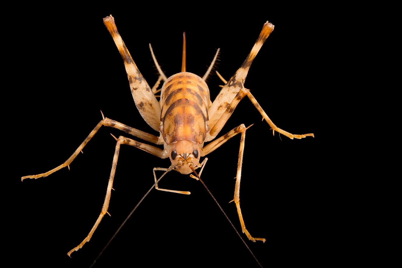 If you are afraid of insects, cave crickets could very well give you the scare of a lifetime.