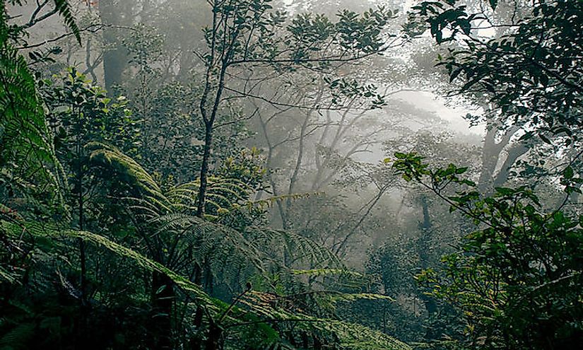 Rainforests are highly dense and impenetrable forests which support rare and unique species of plants and animals