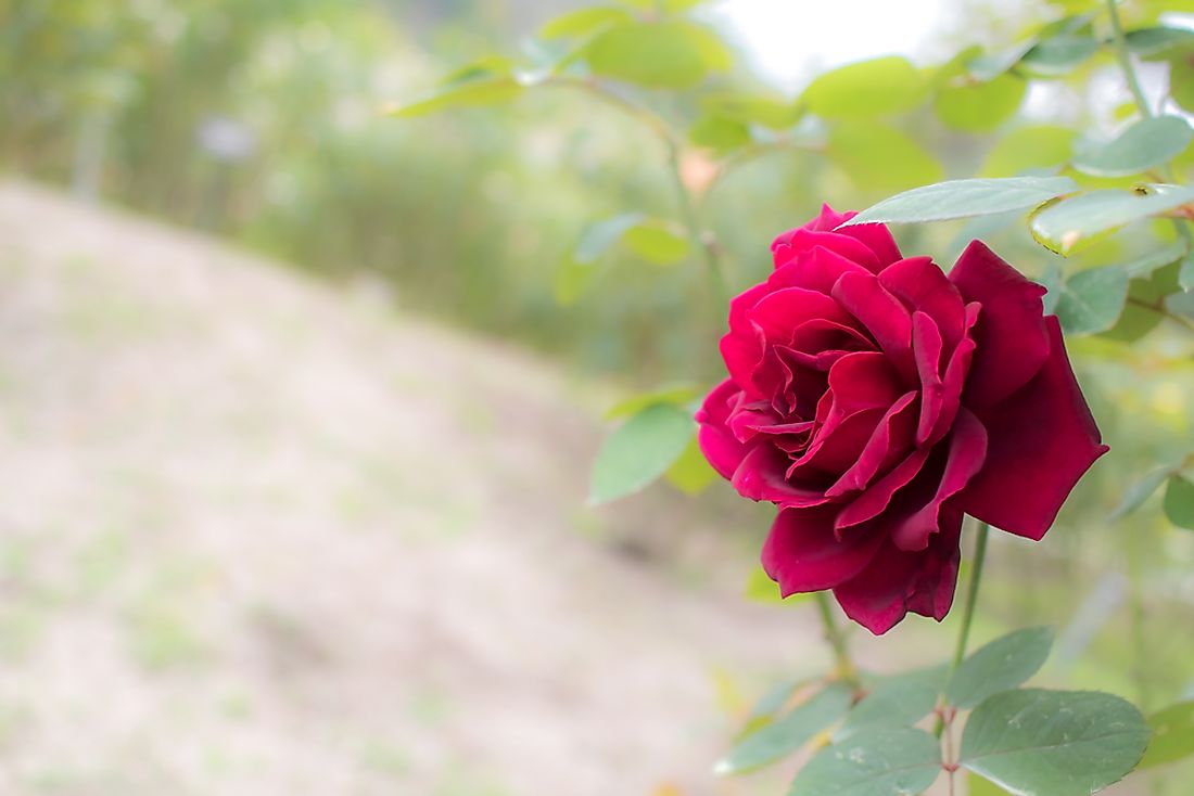 The state flower of Oklahoma: the Oklahoma rose. 