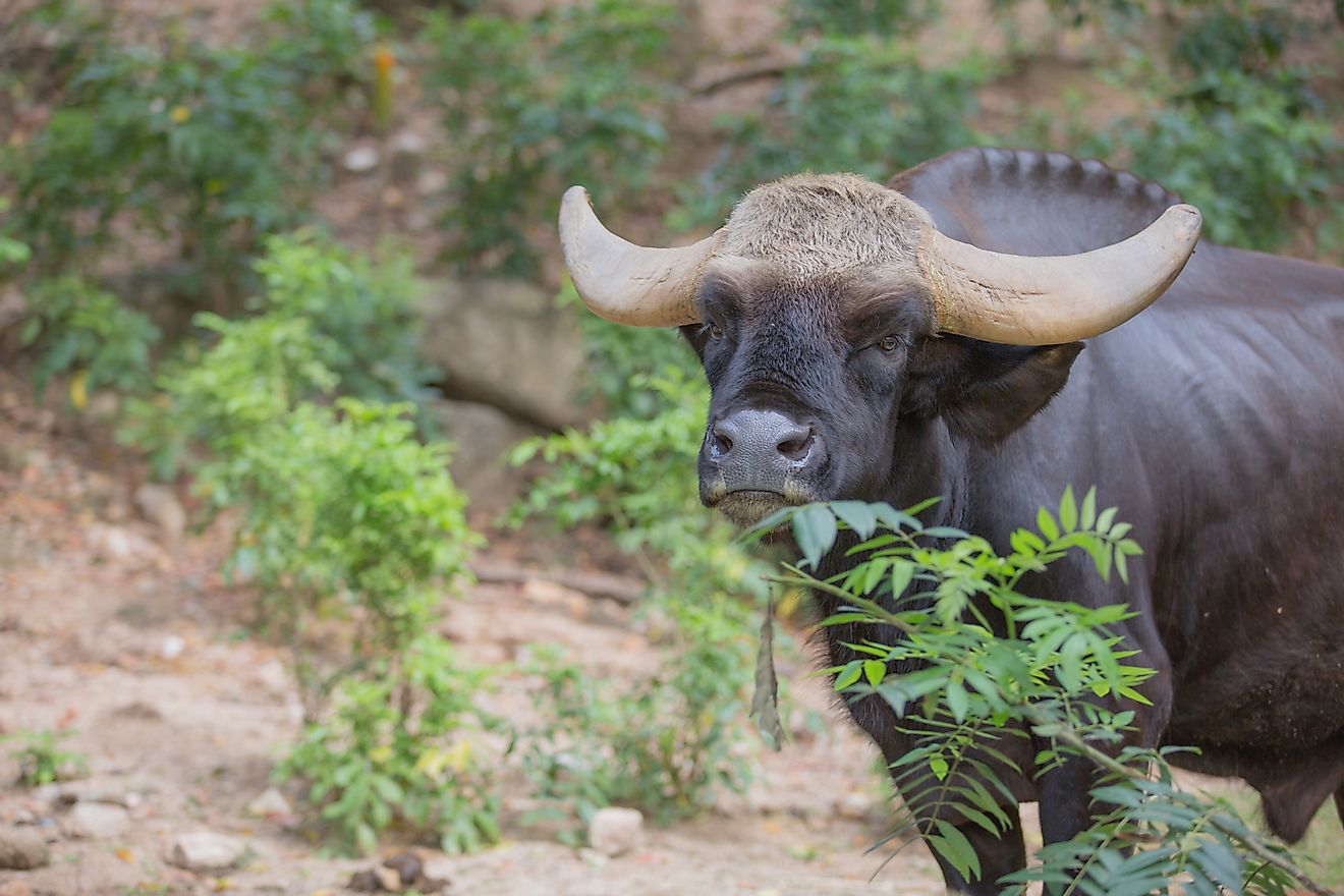 Despite its size and the fearsome appearance of its horns, the Gaur, or Indian Bison, is generally shy when it comes to interacting with humans.