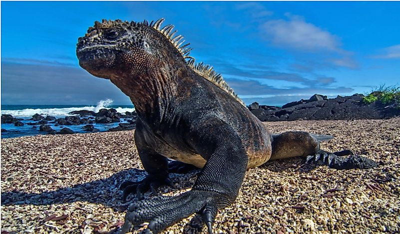 The marine iguana, found on the Galapagos Islands, has an incredibly unique appearance. 