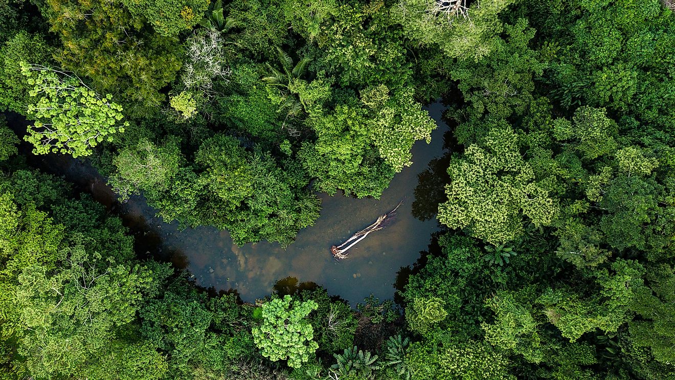 An aerial view of the Amazon rainforest, the world's biggest rainforest.