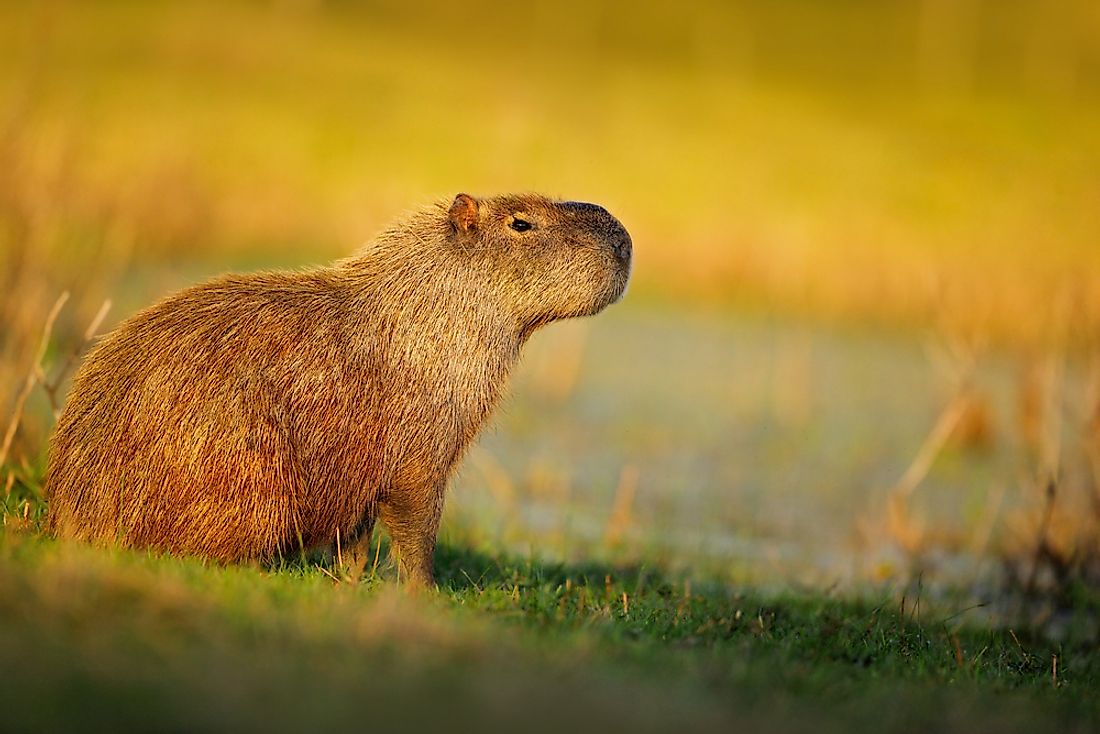 The capybara, the world's largest rodent. 