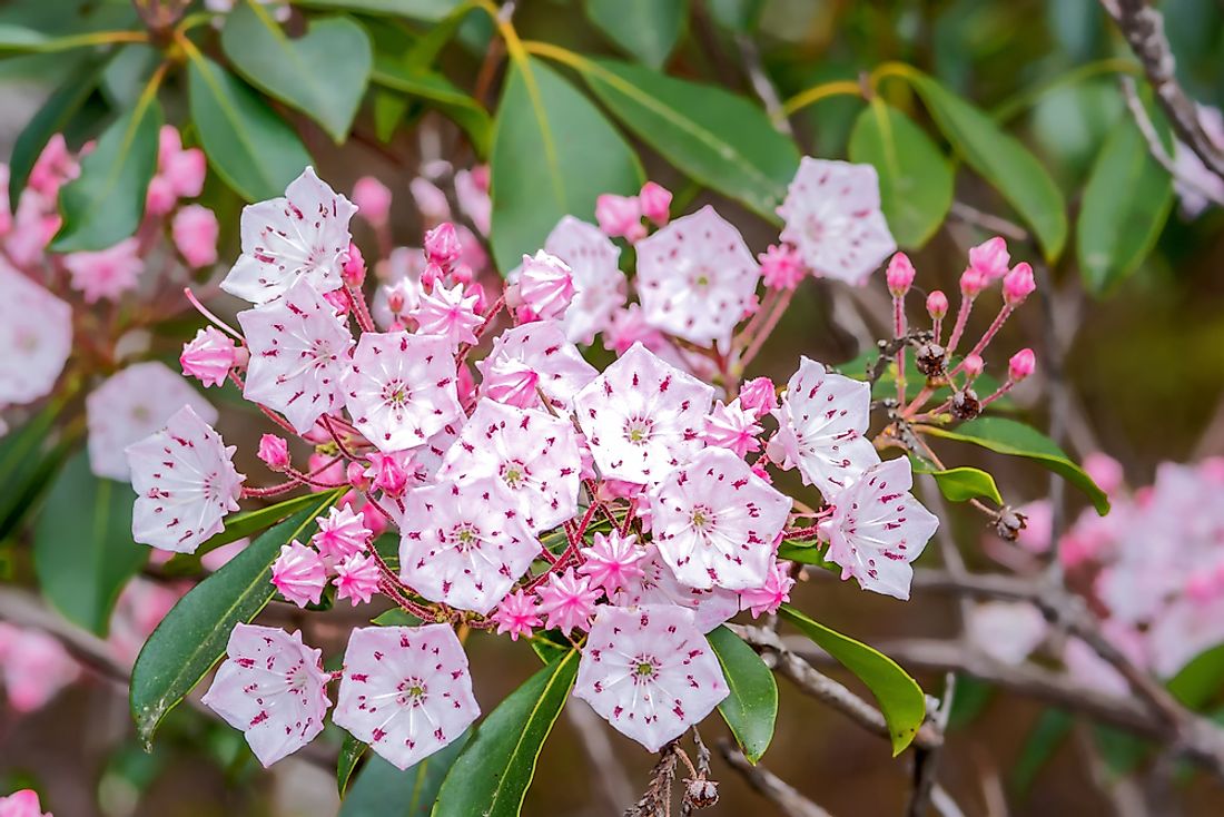 The mountain laurel is known for its beautiful star-shaped blossom.