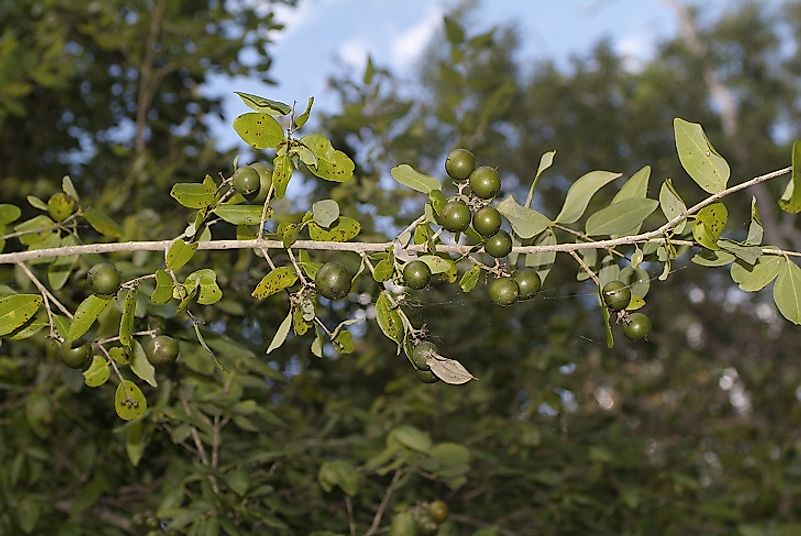 Alnwick's Strychnine trees' berries yield extremely poisonous seeds.
