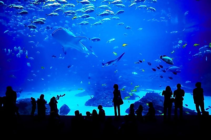 Visitors dwarfed by the tanks of the Georgia Aquarium in the United States.