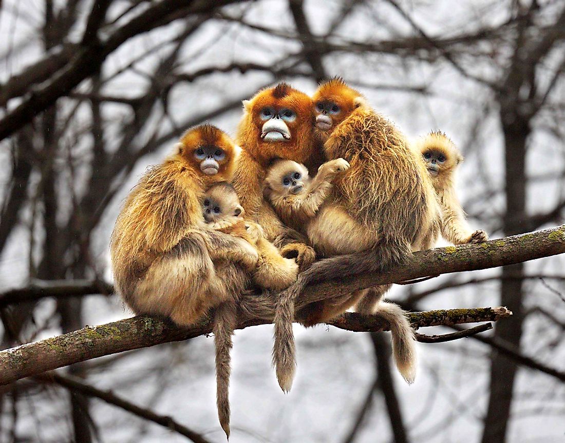 The Golden snub-nosed monkey is only found in southwest and central China.