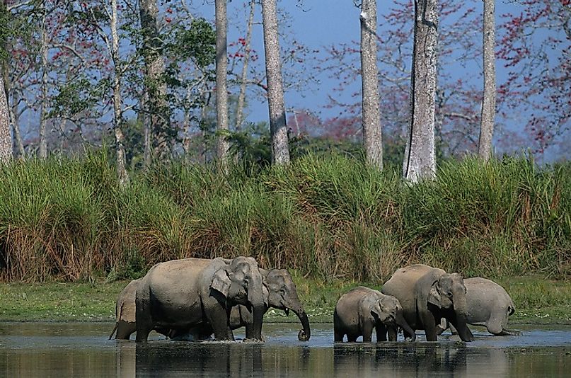 Elephants in the wetlands of Kaziranga National Park in eastern India's Assam state.