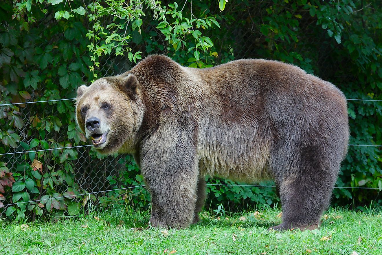 Protected Grizzly bears are among the West Yellowstone Discovery Center's biggest draws.
