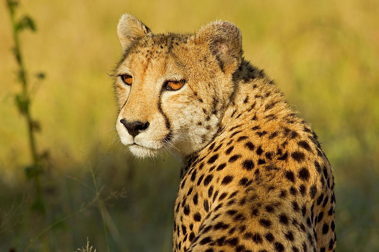 Cheetah in the African Bush - Shutterstock
