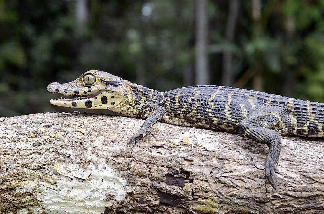 A black caiman resting on a log.