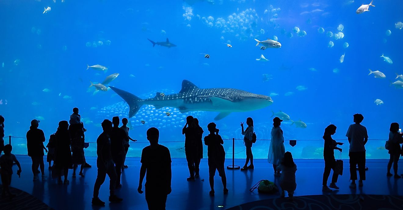 The Chimelong Ocean Kingdom in China is the world's largest aquarium. Image credit: Michael Gordon/Shutterstock