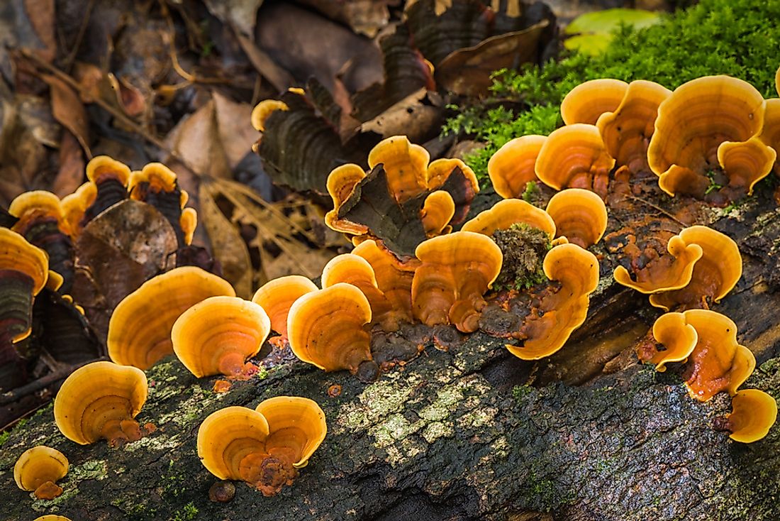 The Reishi or Ganoderma Lucidum mushroom is said to be the longest used fungus for medicinal purposes. 