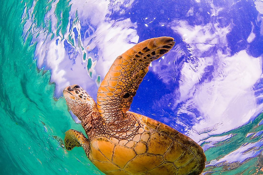 The Hawawiian Green Sea Turtle, an endangered species, is just one animal who calls the Pacific Ocean home. 