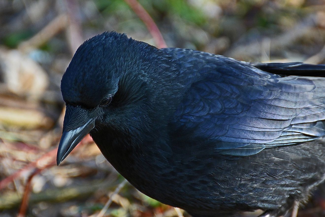Ravens are adept at finding the food they need to survive, whether through hunting, scavenging, or even teamwork.