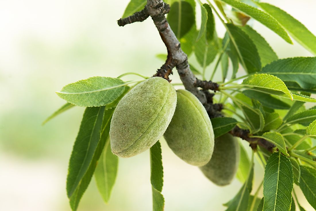 Young almond fruits.