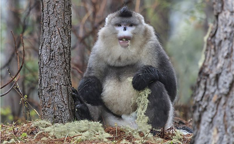 The Yunnan Black Snub-Nosed Monkey (Rhinopithecus Bieti) is closely related to Rhinopithecus avunculus. 