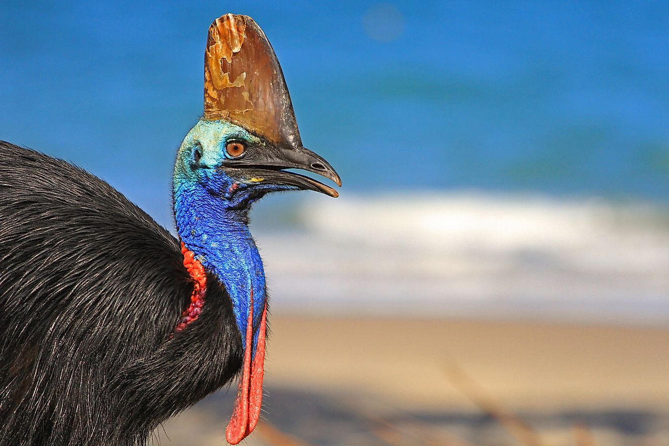 Southern cassowary, a flightless bird on the beach in Australia. Image credit: Matt Cornish/shutterstock.com