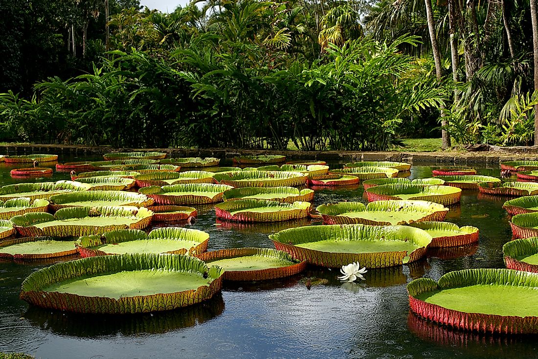 The white flowers of the Amazon water-lily bloom for about 48 hours. 