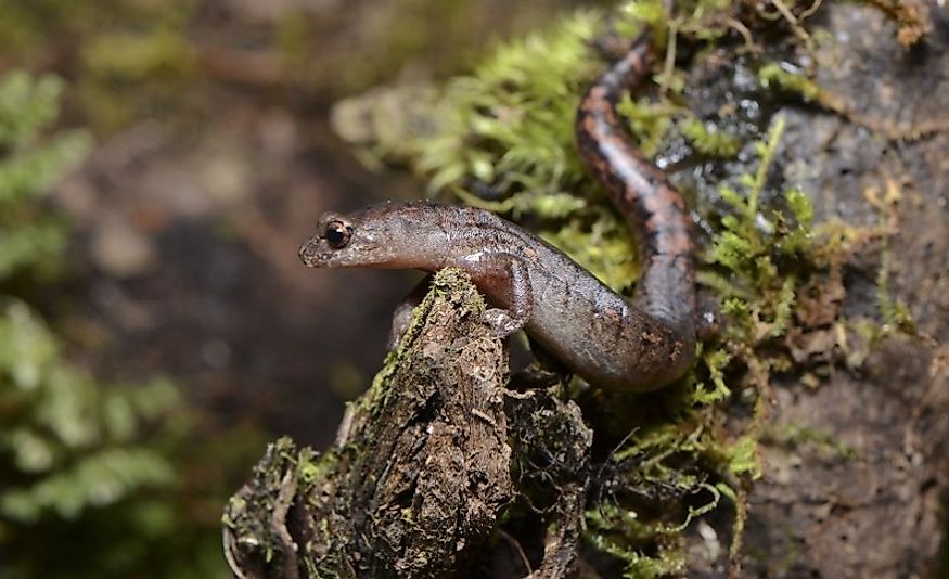 An Oak Forest Salamander.
