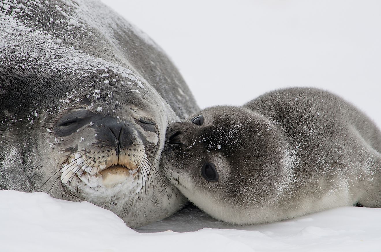 Weddell Seals are highly social animals. They prefer to travel in packs and, when not migrating in search of food, they mostly sleep.